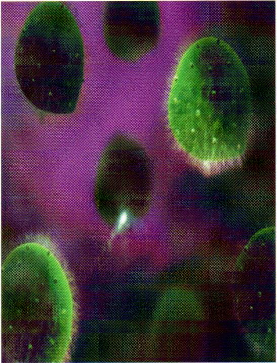 Bacteria