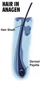 Hair in the Anagen Phase