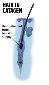 Hair In The Catogen Phase