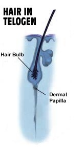 Hair In The Telogen Phase