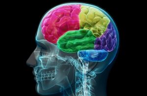 brain with colour